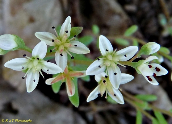{Sedum pusillum}